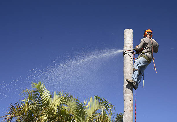 Lawn Watering Services in East Patchogue, NY