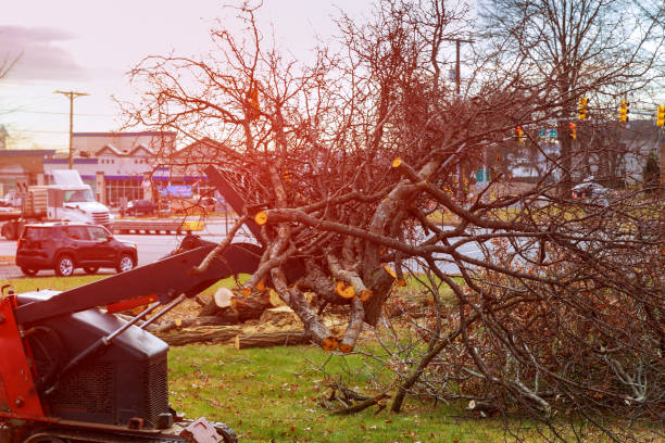 How Our Tree Care Process Works  in  East Patchogue, NY